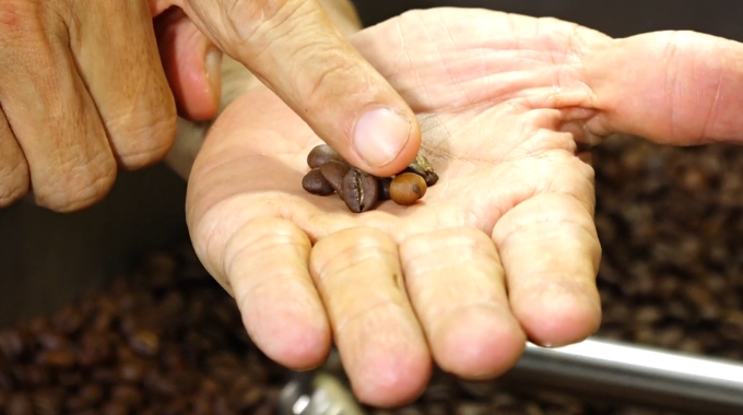 Cân cảnh hình ảnh Cà phê Robusta Sẻ nhân xanh sau khi sấy khô